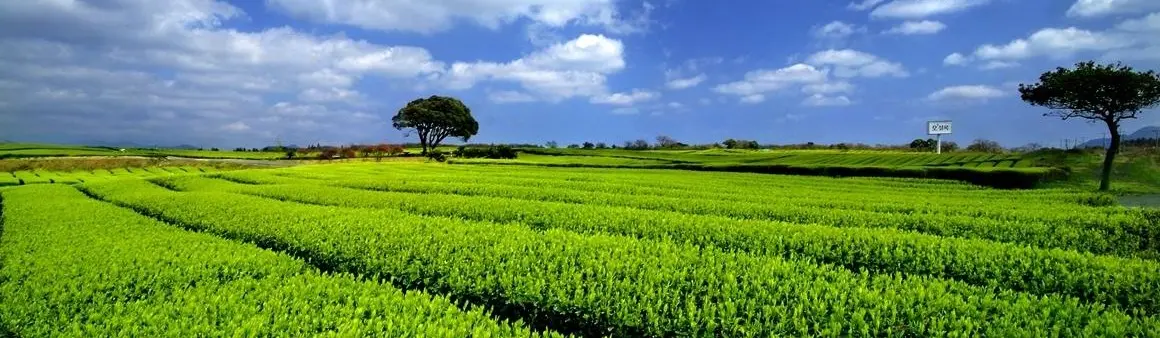 济州 OSULLOC 绿色茶园